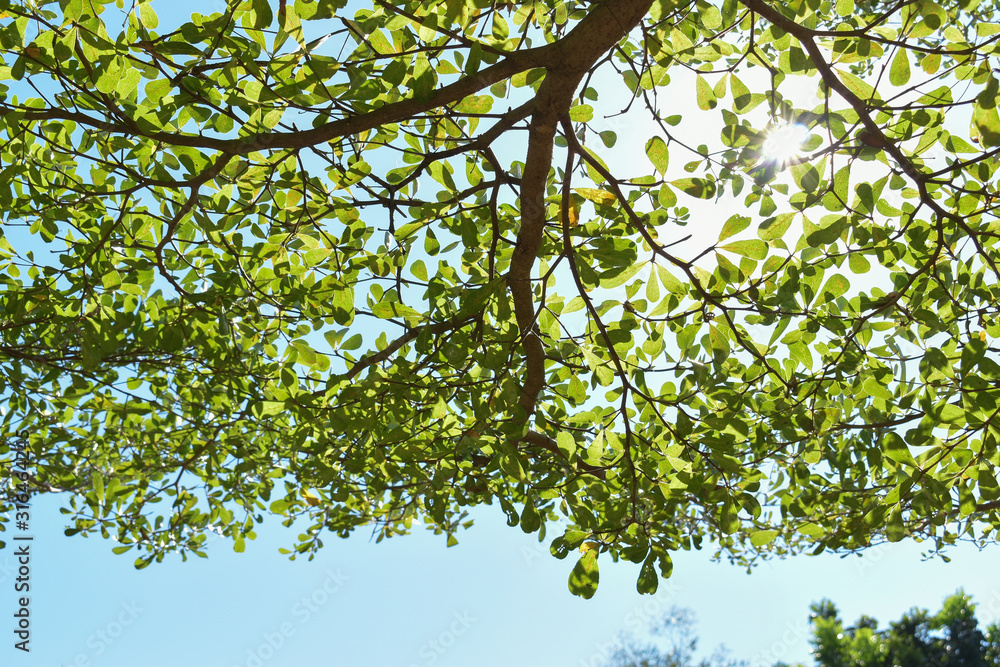 Fototapeta premium sun light through green leaf branchs of big tree