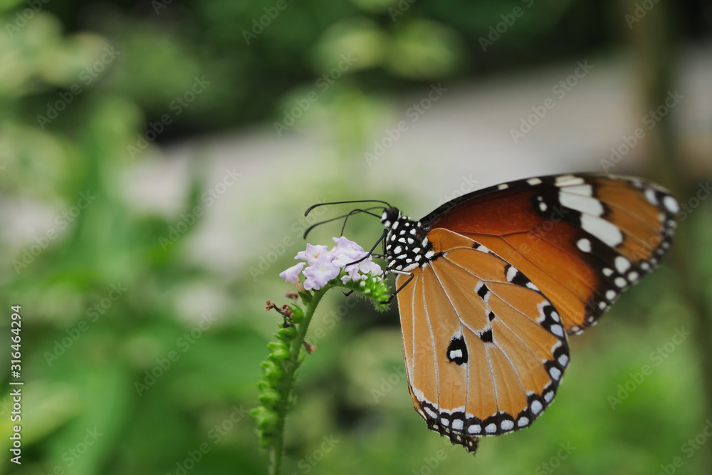 Obraz premium beautiful orange butterfly on blossom flower in the morning