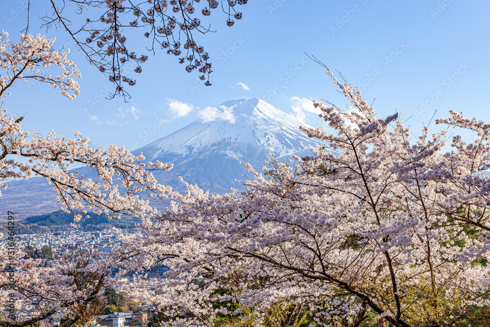 富士山と満開の桜、山梨県富士吉田市孝徳公園にて