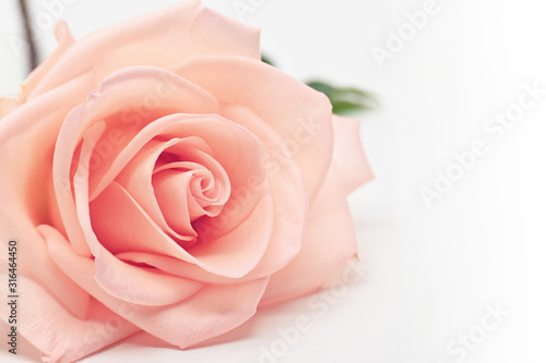 single beauty flower rose gold color blossom with heart shape isolated on white background