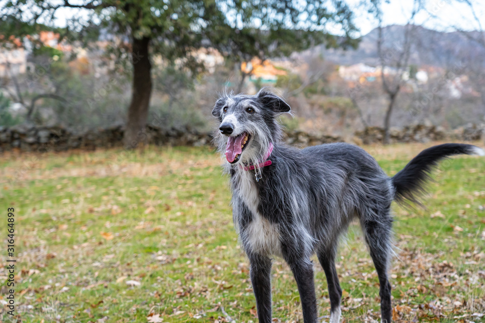 Black greyhound in the meadow