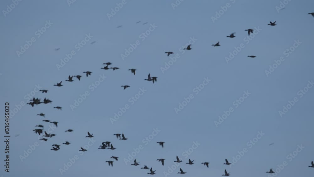 Migratory ducks and waterfowl take flight in the Pocosin Lakes Wildlife Refuge in Eastern North Carolina Migratory ducks and waterfowl take flight in the Pocosin Lakes Wildlife Refuge in Eastern North Carolina