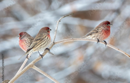 Tableau sur toile House finch in Idaho in winter at Christmas time
