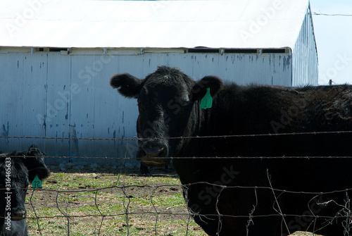 Black Angus cattle grazing in pasture in Lyon County Kansas  photo