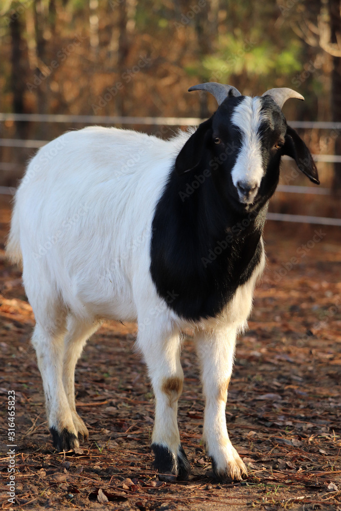 Boer billy goat Boer billy goat