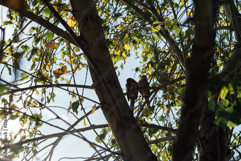 Dos aves románticas acurrucadas sobre la rama de un árbol Dos aves románticas acurrucadas sobre la rama de un árbol