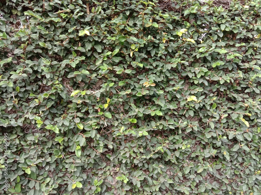 Green leaves backgrounds and textures closeup for wallpaper interior design. Green leaves backgrounds and textures closeup for wallpaper interior design.