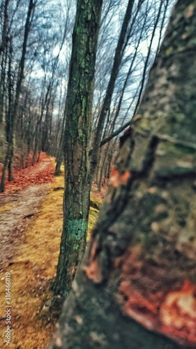 Bosque