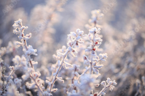 Frost on plants in winter © zhengzaishanchu