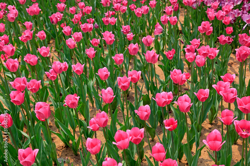 Tulips flowers in the garden © YuanGeng