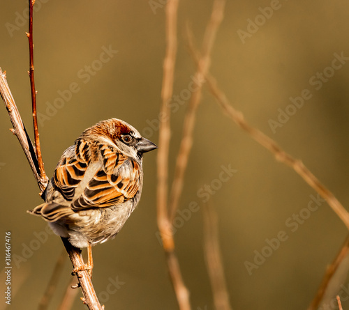 House Sparrow