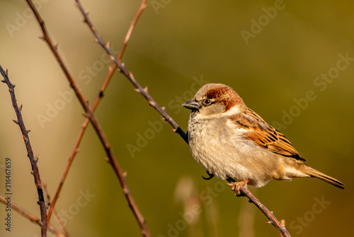 House Sparrow