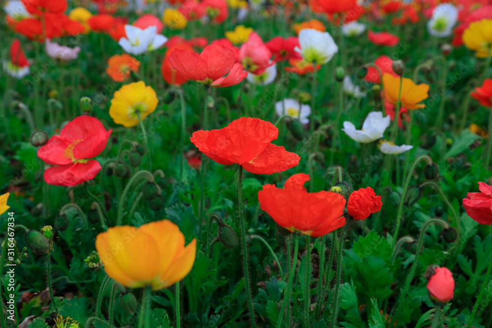Fototapeta premium Corn poppy flowers