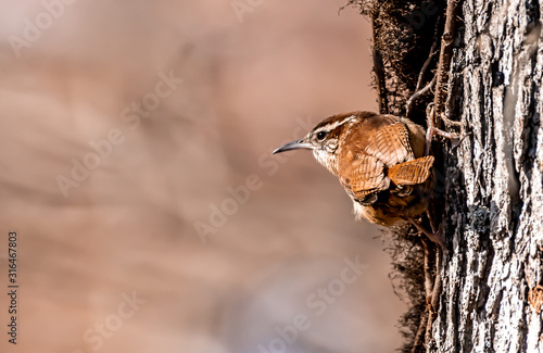 Carolina Wren