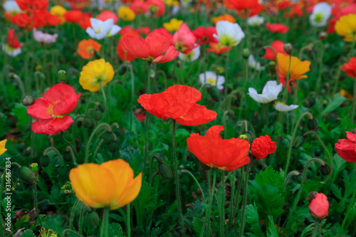 Corn poppy flowers