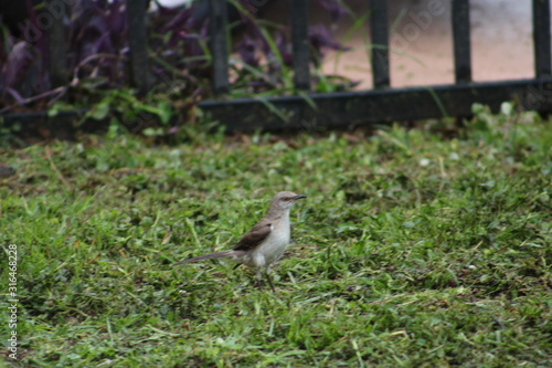 bird on the grass