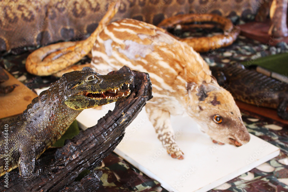 Stuffed alligator. crocodile stuffed. stuffed animal on top of branch.  stuff to fill the skin of (a dead animal) to preserve the appearance it had  when alive. Stock Photo | Adobe Stock