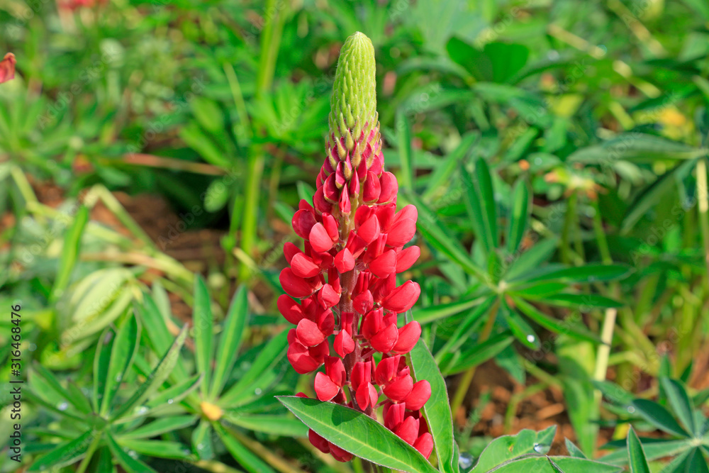Lupine flowers in the botanical garden Lupine flowers in the botanical garden