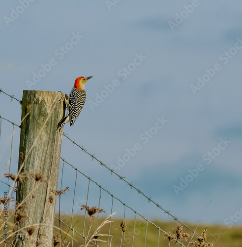 Red-bellied Woodpecker