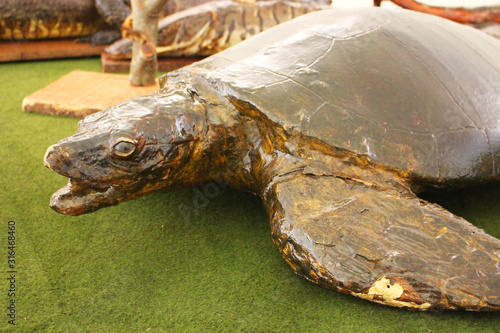 Stuffed turtle. stuffed animal on top of branch. stuff to fill the skin of (a dead animal) to preserve the appearance it had when alive.