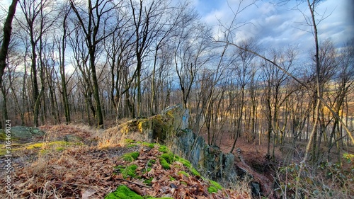 Bosque
