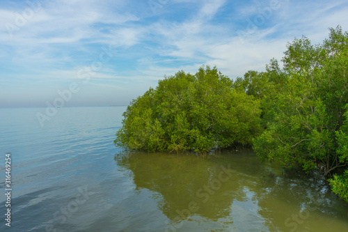 fertile mangrove forest at Laem Phak Bia,Thailand.