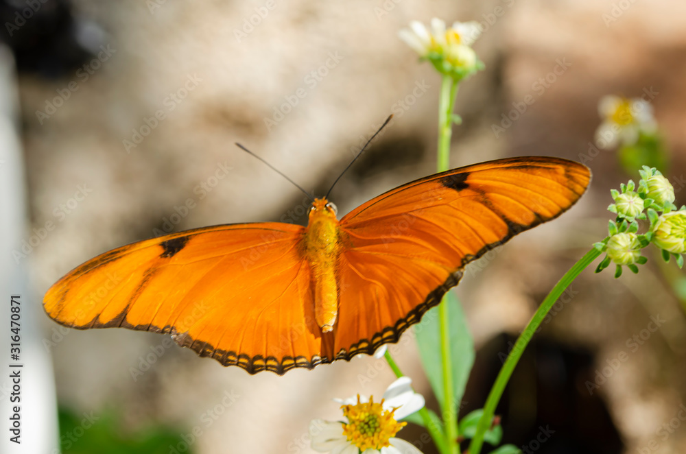 Open Wings Of The Dryas Iulia Butterfly Open Wings Of The Dryas Iulia Butterfly