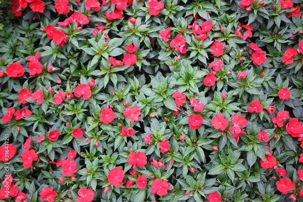 A bed of red flowers.