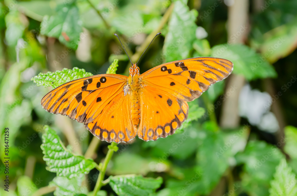 Obraz premium Agraulis vanillea Butterfly On Mint