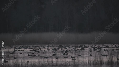 Ducks and other Migratory Waterfowl overwintering in the Lake Mattamuskeet Wildlife Refuge in Eastern North Carolina photo