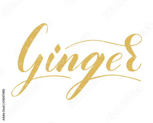 Vector hand written ginger text isolated on white background. Kitchen healthy herbs and spices for cooking. Script brushpen lettering with flourishes. Handwriting for banner, poster, product label