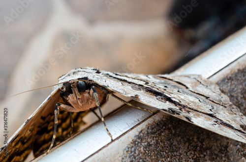 Eyes Of Thysania Zanobia (Owl moth) photo