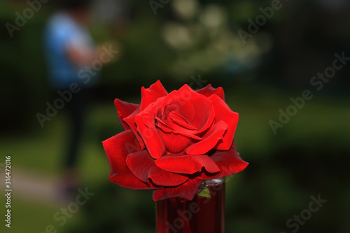 Art photo rose petals isolated on the natural blurred background. Closeup. For design, texture, background. Nature.