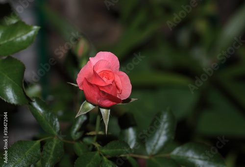 Wallpaper Mural Art photo rose petals isolated on the natural blurred background. Closeup. For design, texture, background. Nature. Torontodigital.ca