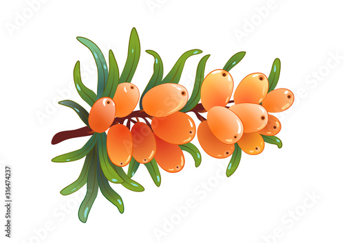 sea buckthorn isolated, in 3d vector style