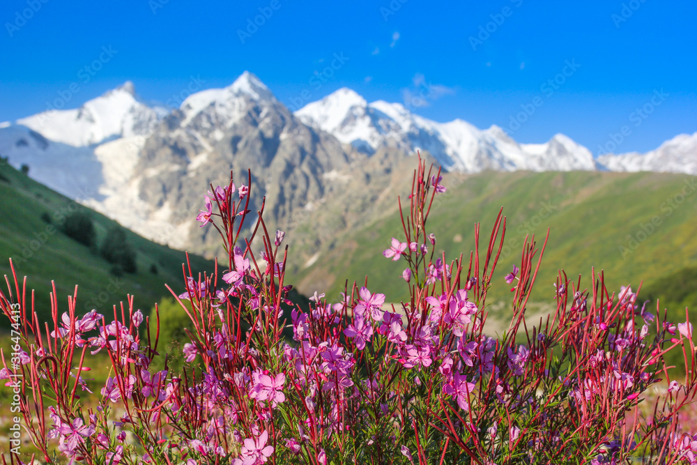 Fototapeta premium Bright flowers on alpine meadows in the background of the Caucasus Mountains of Georgia