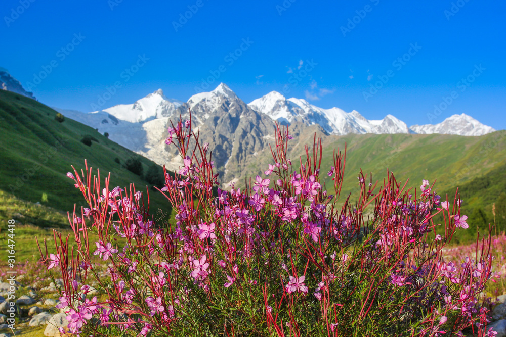 Bright flowers on alpine meadows in the background of the Caucasus Mountains of Georgia Bright flowers on alpine meadows in the background of the Caucasus Mountains of Georgia