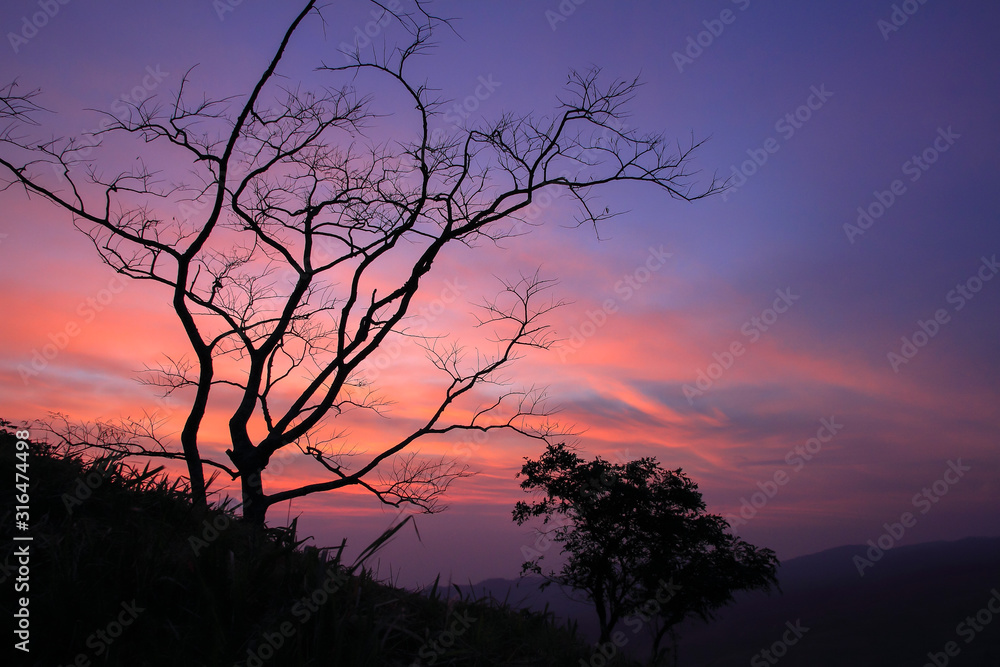 trees silhouette at sunrise,Beautiful natural landscape