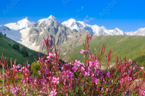 Bright flowers on alpine meadows in the background of the Caucasus Mountains of Georgia © nelasova