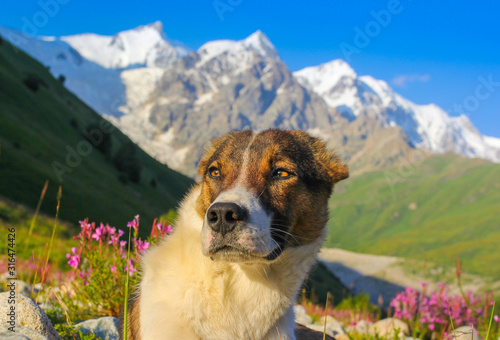 Dog portrait on the background of peaks of the Caucasus Mountains of Georgia