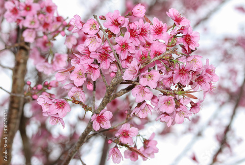 Sakura full bloom in spring season