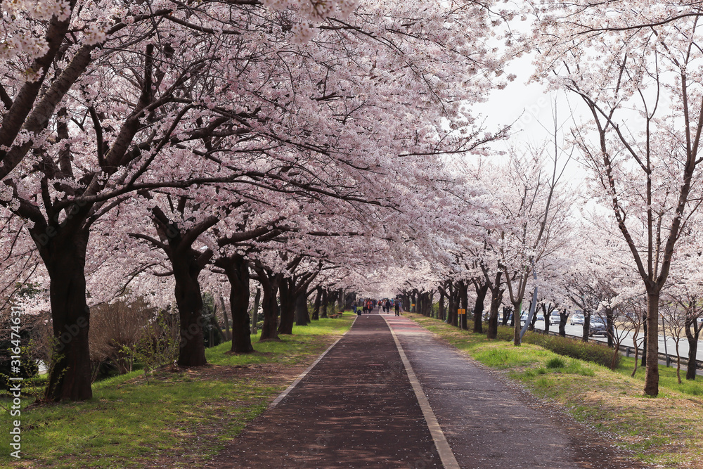 Cherry blossom in Sasang district, Busan, South Korea