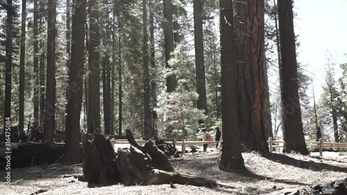 Tourists walking on a sunny summer day through redwood trees on a trail to Wawona Tree at Yosemite National Park  photo