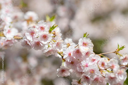 Blooming white sakura cherry blossom flowers close-up