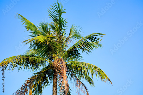 Tropical Palm Trees Against a Blue Sky