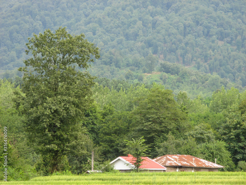 Beautiful landscape of the green paradise paddy field in rice field  with green forest background. Rural houses next to rice field with forest trees background.