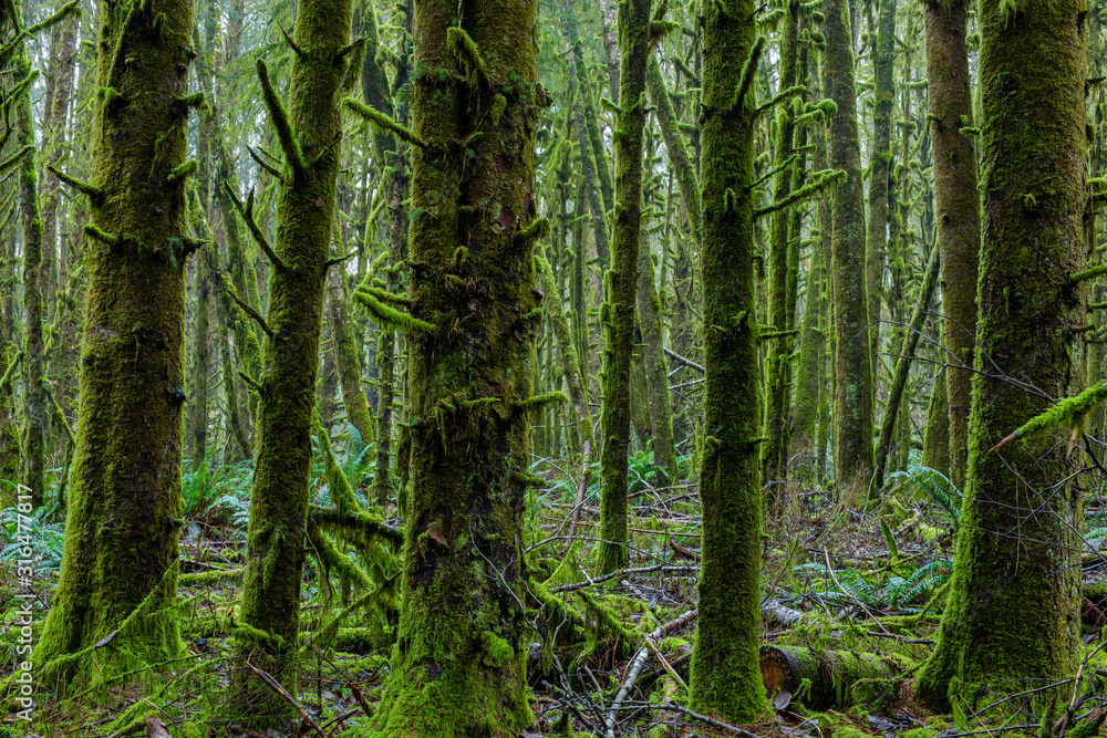 Moss Covered Green Trees in Lush Peaceful Pacific Rainforest Moss Covered Green Trees in Lush Peaceful Pacific Rainforest