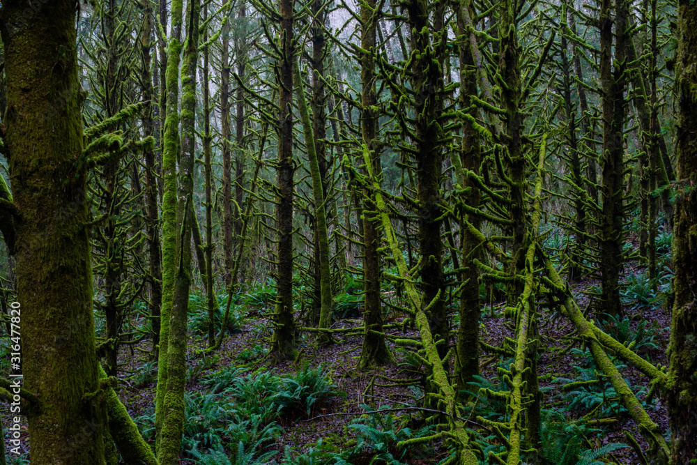 Vivid Green and Lush Trees and Vegetation in Pacific Rainforest Vivid Green and Lush Trees and Vegetation in Pacific Rainforest