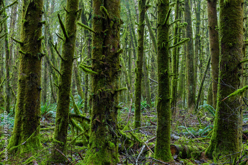 Moss Covered Green Trees in Lush Peaceful Pacific Rainforest © jamesdcawley