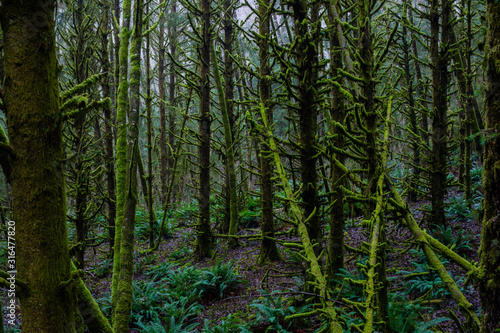 Vivid Green and Lush Trees and Vegetation in Pacific Rainforest  © jamesdcawley